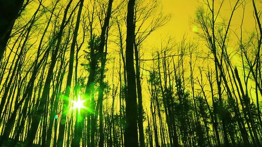 秋天和阳光下超真实的森林视频