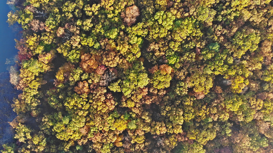 从鸟高处的秋天森林上飞得令人惊叹的空中景象视频