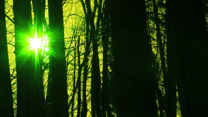 秋天和阳光下超真实的森林12秒视频
