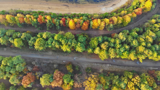 秋天黄树林高处环绕的一条公路空中视线视频