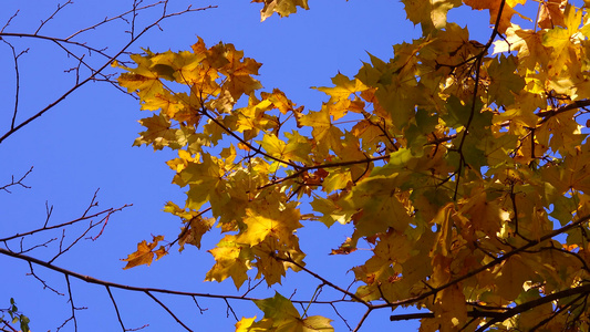 秋天树上的黄叶对着蓝天视频