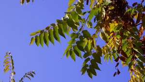 秋天树上的黄叶对着蓝天24秒视频