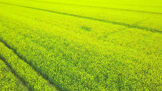 鸟瞰景观油菜田盛开的油菜籽鸟瞰图领域黄色油菜花黄色视频