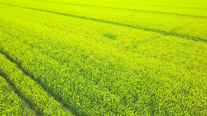 鸟瞰景观油菜田盛开的油菜籽鸟瞰图领域黄色油菜花黄色19秒视频