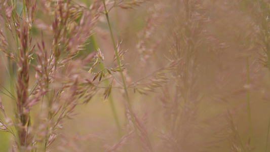 草地上的野生谷物种子视频