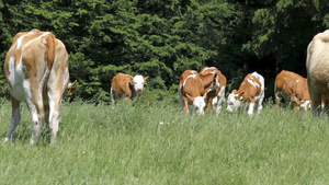 典型的宿畜品种在夏夏绿田时牛群聚集12秒视频