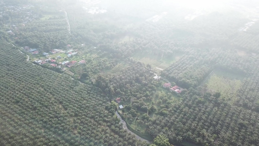 空中飞越油棕榈种植园视频