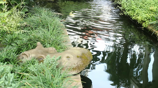 花园池塘中的鱼尾鱼或鲤鱼视频