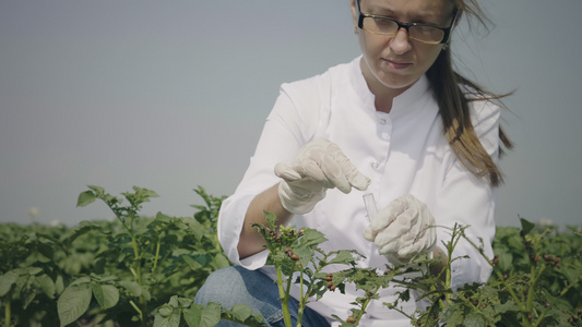 研究害虫的女科学家视频