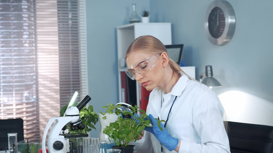 女研究科学家在放大镜下的植物上寻找女性研究科学家视频