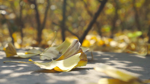 秋意浓升格拍摄阳光下银杏树落叶特写56秒视频