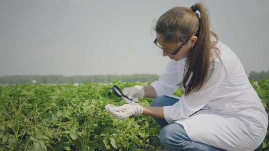 女性生物学家检查害虫视频