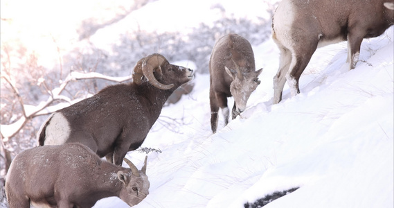 寒冷冬季山羊群雪地觅食视频