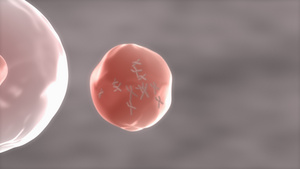 人体细胞染色体和DNA15秒视频