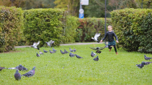 可爱的小女孩在草地上追鸽子11秒视频
