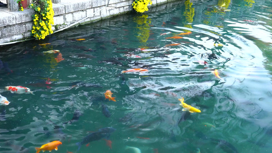 济南五龙潭公园游客喂食在水中游动的锦鲤视频
