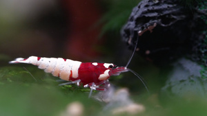 红红酒矮矮人虾吃水族馆植物和水族馆土壤的一些食物16秒视频