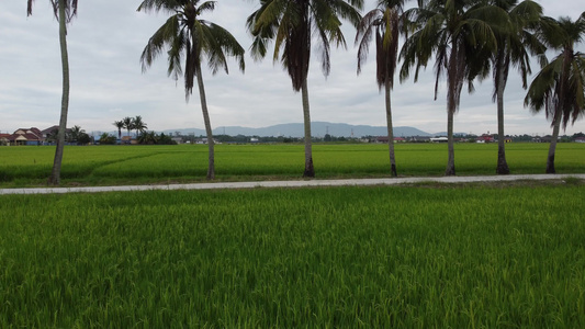 在稻田上飞向椰子树视频