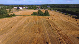 无人驾驶飞机飞越小麦或大麦的黄地沙洛姆篮子农业概念6秒视频