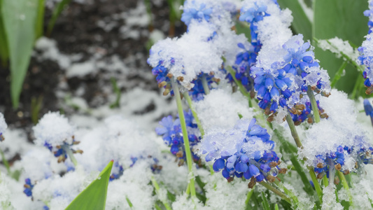 雪落在花园的花朵上视频