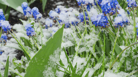 雪覆盖春花视频