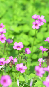  大自然的勤劳搬运工蜜蜂小蜜蜂视频