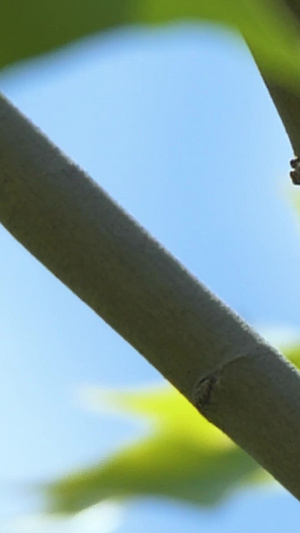 特写夏季的蝉小动物25秒视频