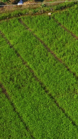 农田里喷洒农药的农民航拍特写会仙铜桥63秒视频