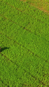 农田里喷洒农药的农民航拍特写会仙铜桥视频