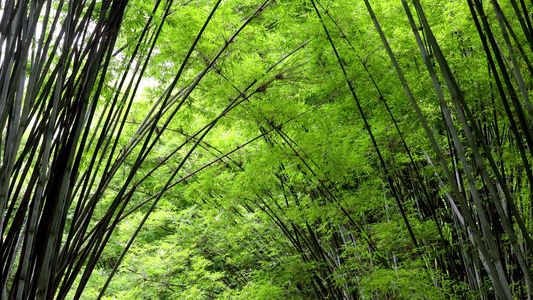 4K实拍森林里的绿竹环仰视视频视频