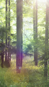 阳光森林树林渐进背景视频
