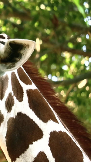 可爱动物长颈鹿哺乳动物12秒视频