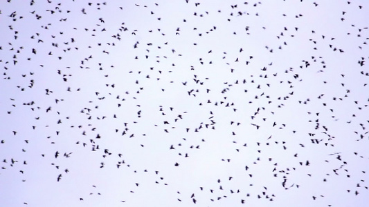 鸟群中的鸟群视频