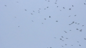 鸟群中的鸟群11秒视频