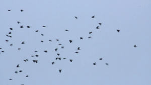 天空中的鸟群8秒视频
