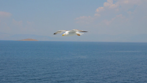 一只鸟在蓝天白云中高高飞翔20秒视频