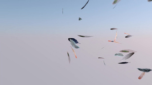 不同鸟类在空中飞行11秒视频