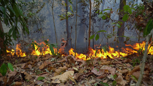 森林火灾灾害正在由人类造成的燃烧18秒视频
