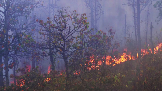 森林火灾灾害正在由人类造成燃烧视频
