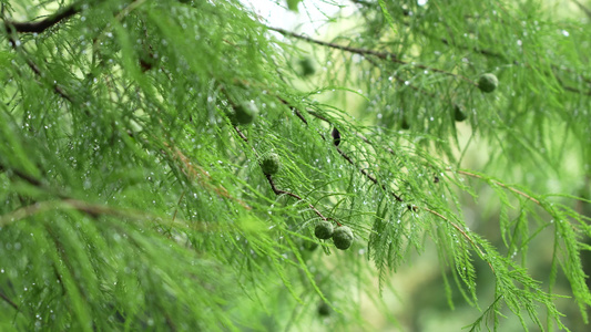 松树上的松子实拍视频