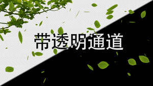 4k树叶飘落透明通道20秒视频