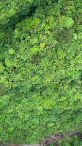 贵州户外森林航拍视频视频