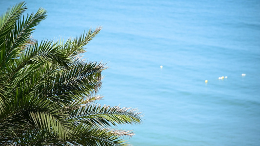 4K海边风中摇摆的椰子树视频