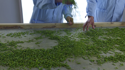 手工制茶湖北恩施玉露视频