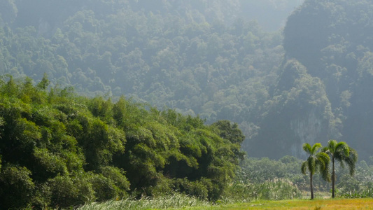 竹树在风中摇动与喀斯特山的后春视频