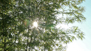 阳光和竹叶116秒视频