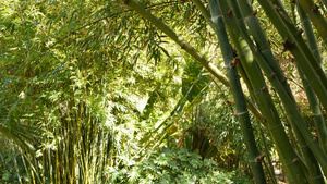 异国情调的亚洲热带竹林13秒视频