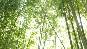 竹林异国情调的亚洲热带风情14秒视频
