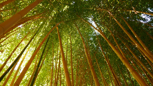 竹林异国情调的亚洲热带风情冥想风水禅园中的绿树安静视频