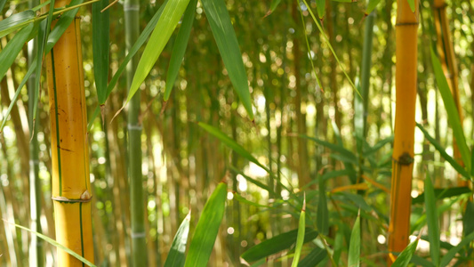 竹林异国情调的亚洲热带风情冥想风水禅园中的绿树安静视频